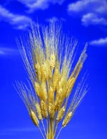 spighe di grano con cielo azzurro