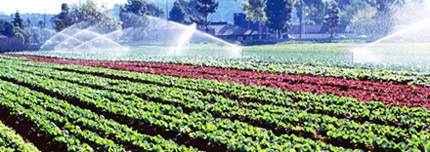 irrigazione di colture