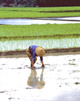 Immagine: Orientale nei campi di riso