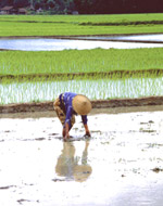 Orientale nei campi di riso
