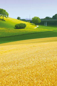 Grafica: campo di grano