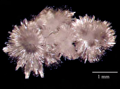 Figura 1. Microfotografia di cristalli prismatici di nesquehonite.